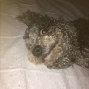 Meet your Posher, Avery